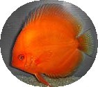 Mandarin Orange Discus Fish - 2 inch